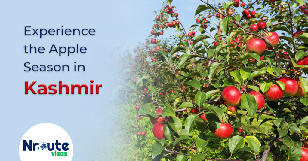 Experience the Apple Season in Kashmir